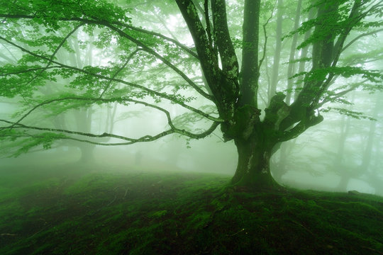 foggy forest in spring