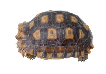Fototapeta premium Desert tortoise isolated on white background