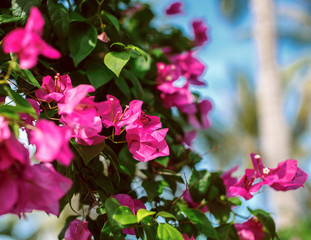 Wild red flowers.