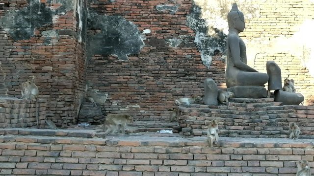 Monkeys at Pra Prang Sam Yod- the archaeological site Lopburi, Thailand