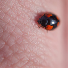 Close up pictures of ladybug.