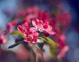 Colorful tree's flowers.