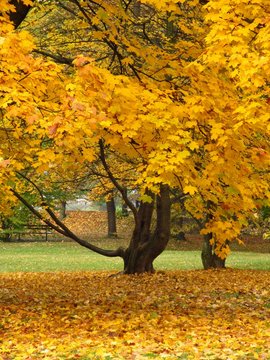 maple tree with yellow leaves and fallen leaves under it