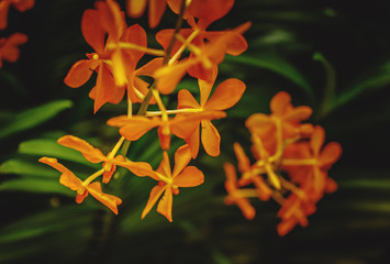 Tropical orange orchid flowers.