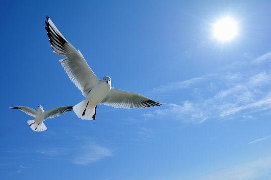 青色の空を飛ぶ白色の鳥 
