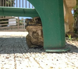 Toad under the green bench.