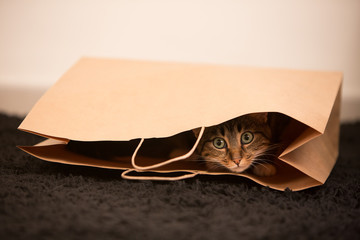 gatto nella busta