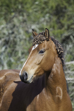 Caballo de crines enredadas