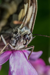 Obraz premium Бабочка