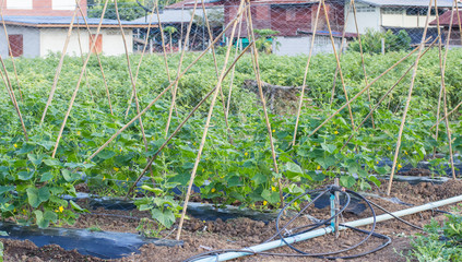 Fototapeta premium Zucchini(courgette) growing in the ground. Vegetable garden.