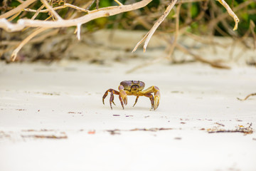 Hairy leg mountain crab