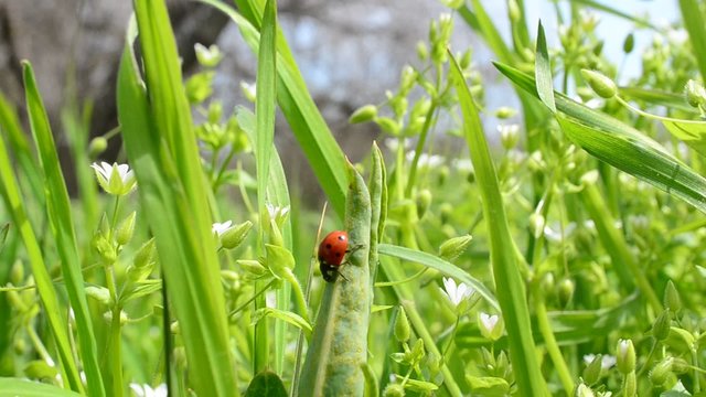 Ladybug against a grass