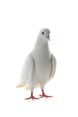white pigeon