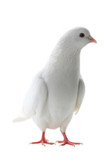 white pigeon