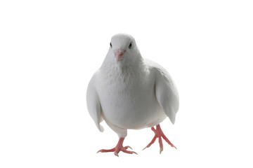 white pigeon