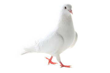 white pigeon