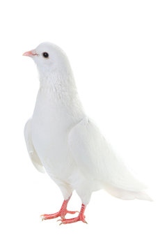 white pigeon