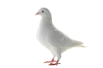 white pigeon