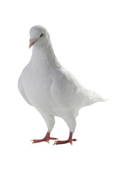 white pigeon