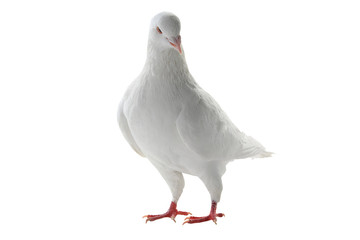 white pigeon