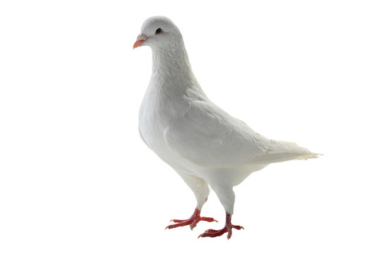 white pigeon