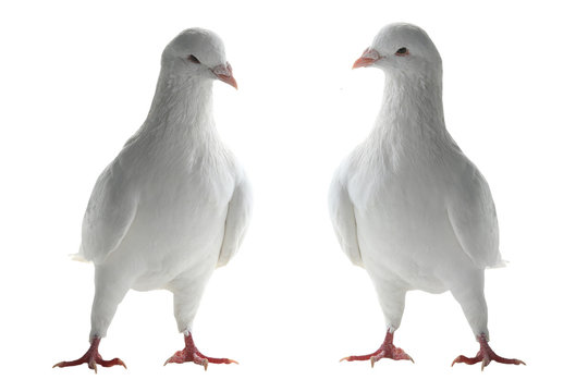 two white pigeon