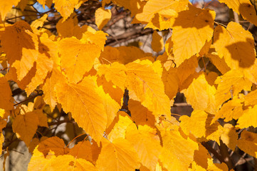 Yellow red leaves on a tree