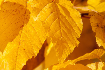 Yellow red leaves on a tree