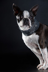 Boston Terrier mit Halskette