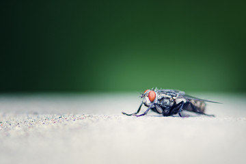 Red eyes fly
