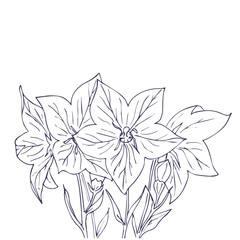 Hand drawn vector with bell flowers