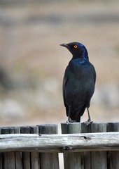 Glossy-Starling Fowl