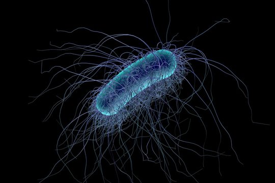 Escherichia coli isolated on black background, model of bacteria, realistic illustration of microbes, microorganisms, rod-shaped bacteria with pilli and flagella