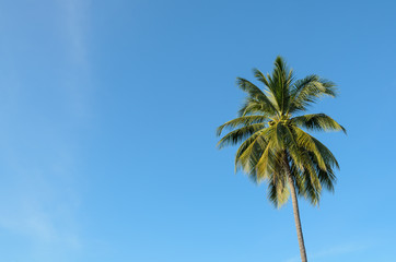 One coconut tree