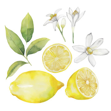 Watercolor lemon collection