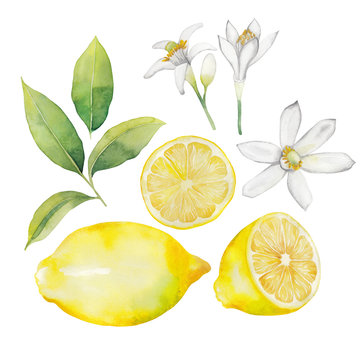 Watercolor Lemon Collection