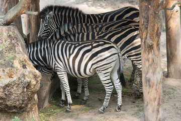 Fototapeta na wymiar zebras eat from a feeding trough