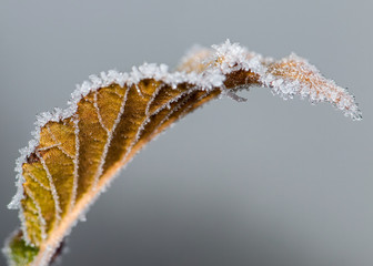 Frozen leaf