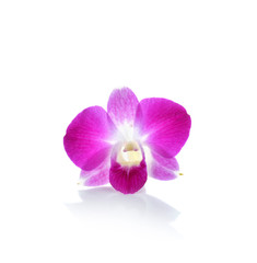 Thai Orchid flower on white background