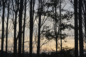 black silhouette tree trunks in the autumn fall with a blue orange afternoon evening sky