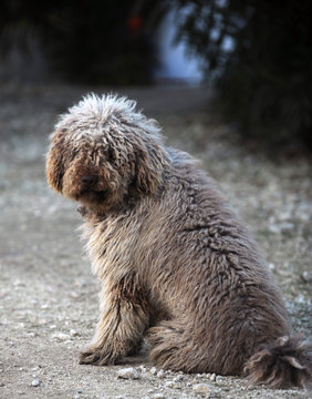 zotteliger hund