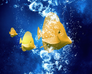 Obraz na płótnie Canvas Exotic fish in water