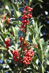 Obraz premium Red Berries of Holly (Ilex aquifolium)