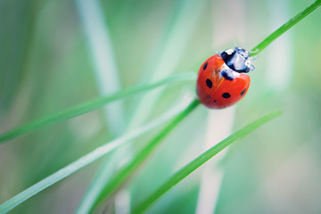 Ladybug climbing a blade of grass