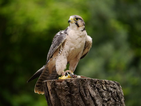 Falke auf einem Baumstamm