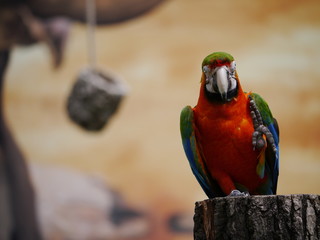 Papagei say hello again!