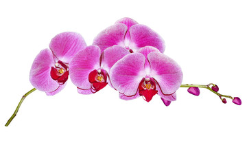Orchid flower isolated on white background