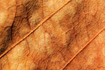 macro background of dry leaf, focus on center of the image.