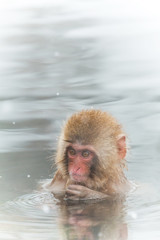 Obraz premium 温泉のおさるさん Japanese monkeys healed in a hot spring