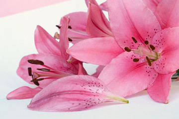 Obraz na płótnie Canvas Beautiful pink lilies with brown nectar and white roses decoration on a white background 